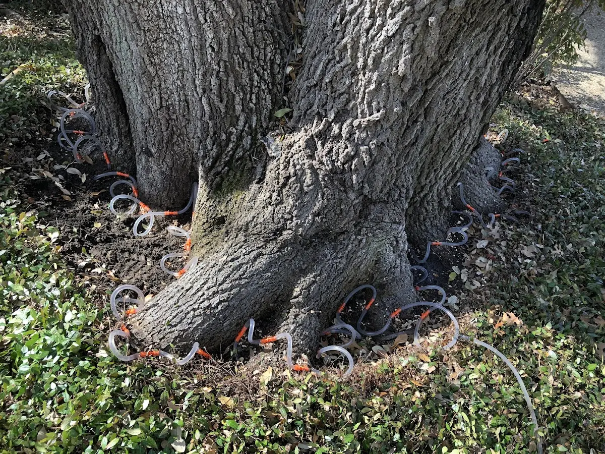 Detailed Tree Cabling and Bracing job site in New Gretna