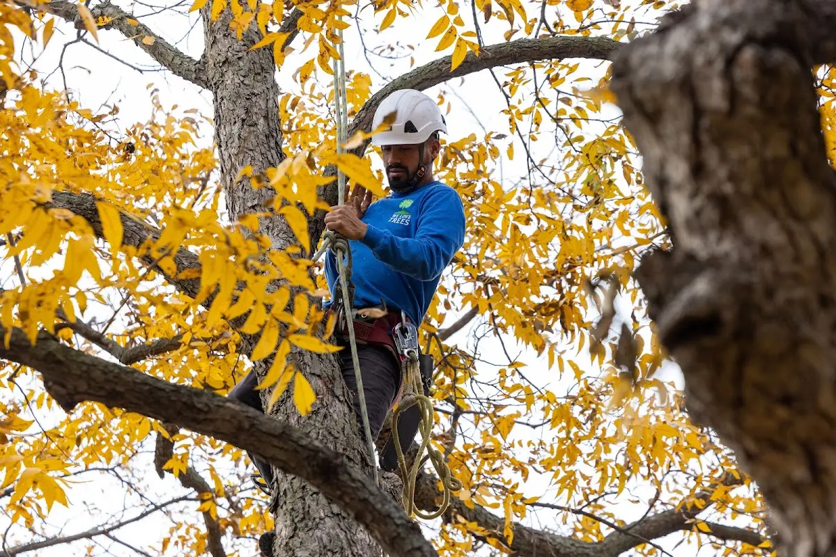 Skilled Storm Damage Cleanup crew working in New Gretna