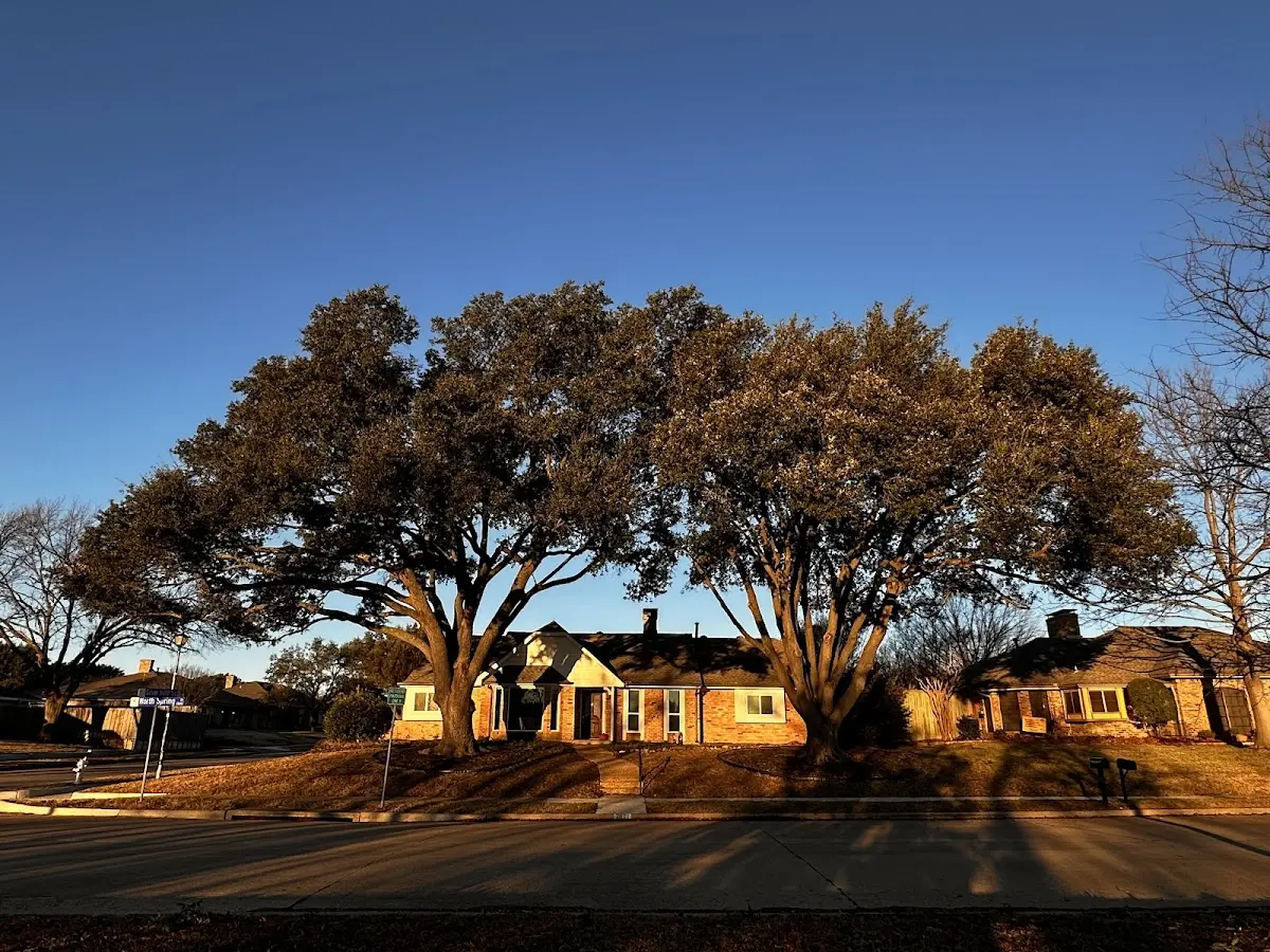 Established residential canopy tree shading a home in New Gretna